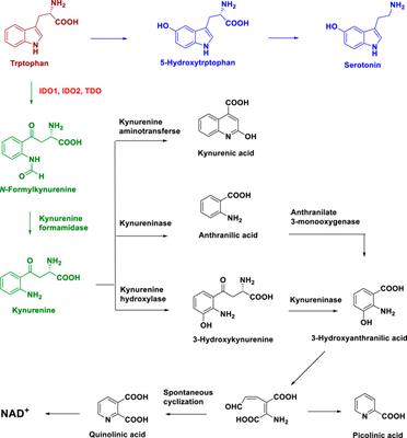 Indoleamine 2, 3-dioxygenase 1 inhibitory compounds from natural sources